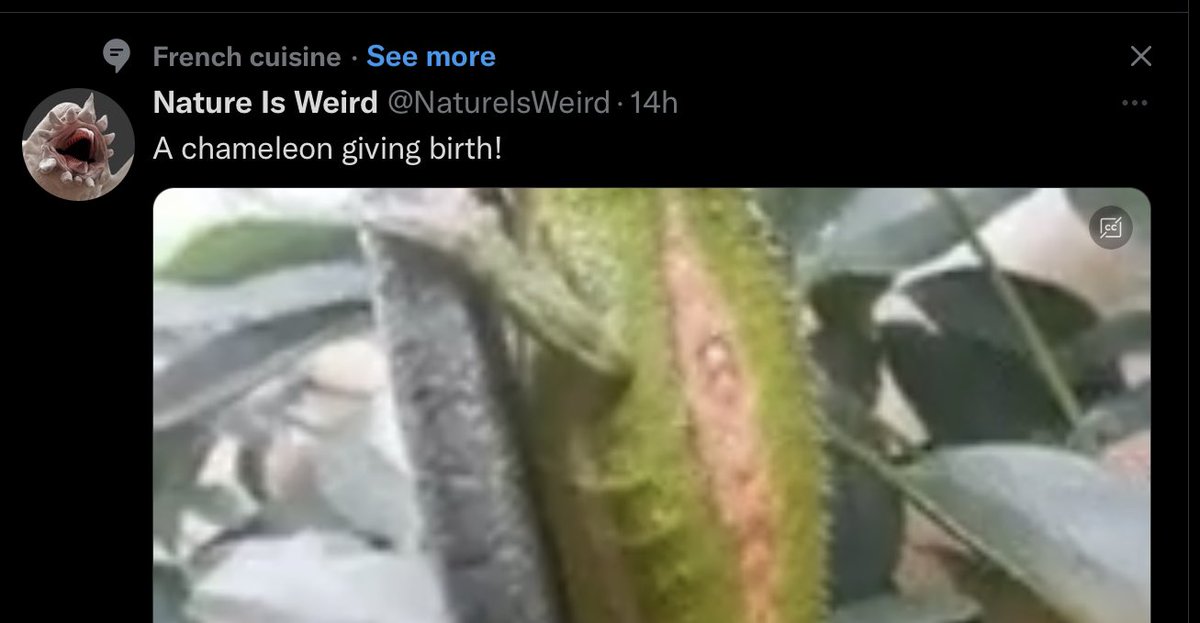 Not sure this is the kind of French cuisine I want to see more of, honestly