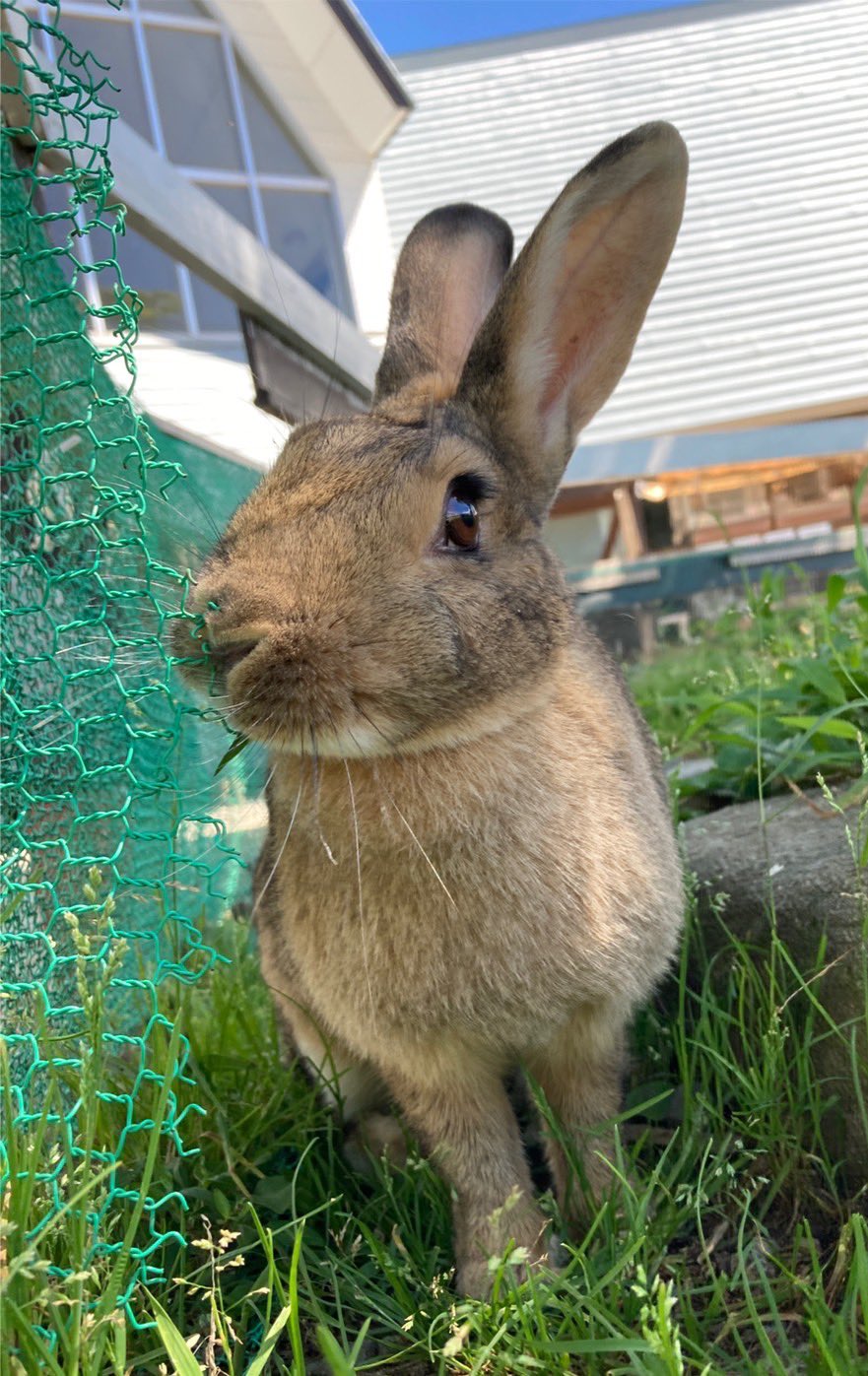 ひるがの高原 牧歌の里 公式 大きいうさぎのあおちゃん 天気よき日に外で放牧中 牧歌の里 ウサギ T Co Egfxvin37n Twitter