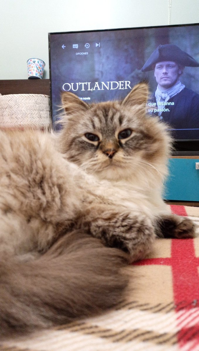 Vero_OrtegaEC's tweet photo. ¡Es viernes y mi cuerpo lo sabe! Sale noche de series con mis humanos 🐈 #Caturday #siberiancat #heisemberg https://t.co/n9Y9HIVBux