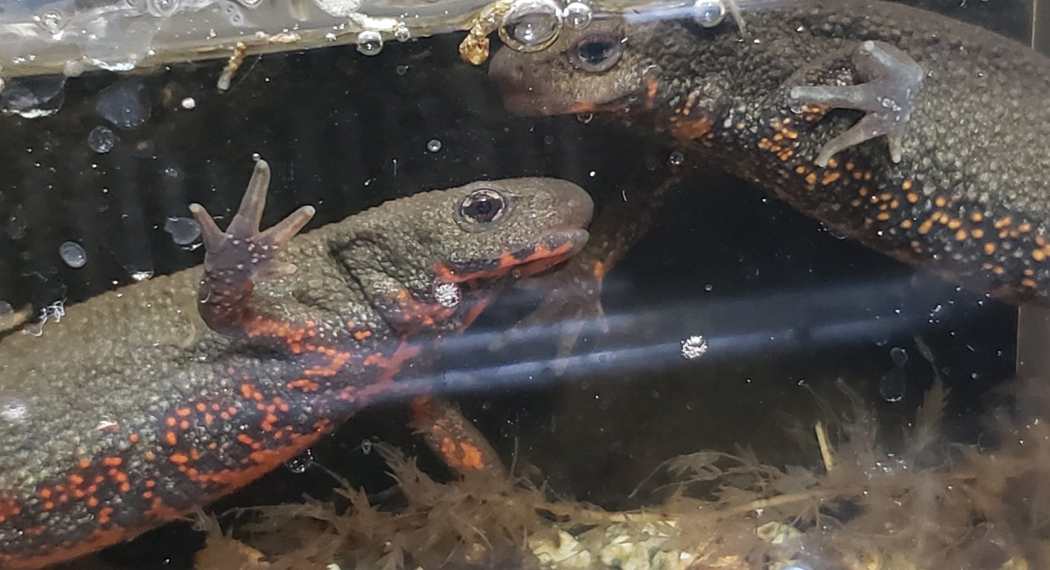 うちのアマガエル ニホンイモリ アカハライモリ イモリ 両生類 Cynopspyrrhogaster Japanesefirebellynewt 食べ物を探すニホンイモリたち T Co Li7x0gvhn7 Twitter