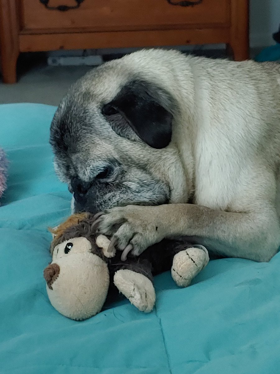 PralineMariePug's tweet photo. My monkey wrangler #poorpete https://t.co/mE5ywlVLTn