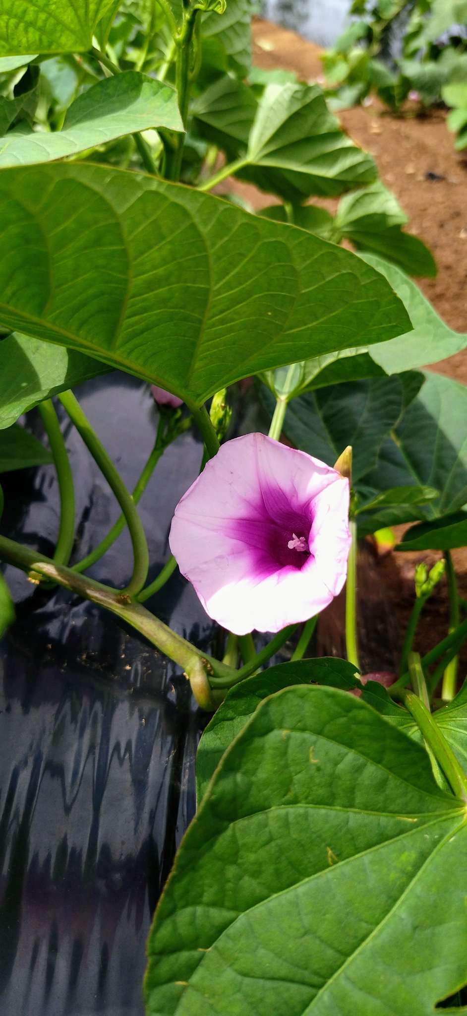 安納芋まもり隊 弱ってくると咲くのかい サツマイモの花 T Co Nrwzli7nza Twitter