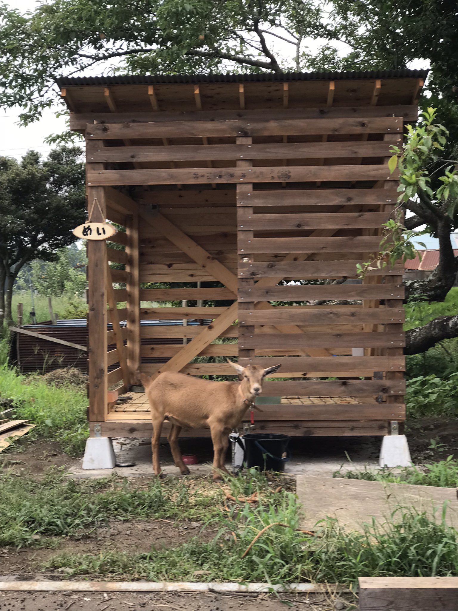 ヤギ小屋作り Twitter Search Twitter