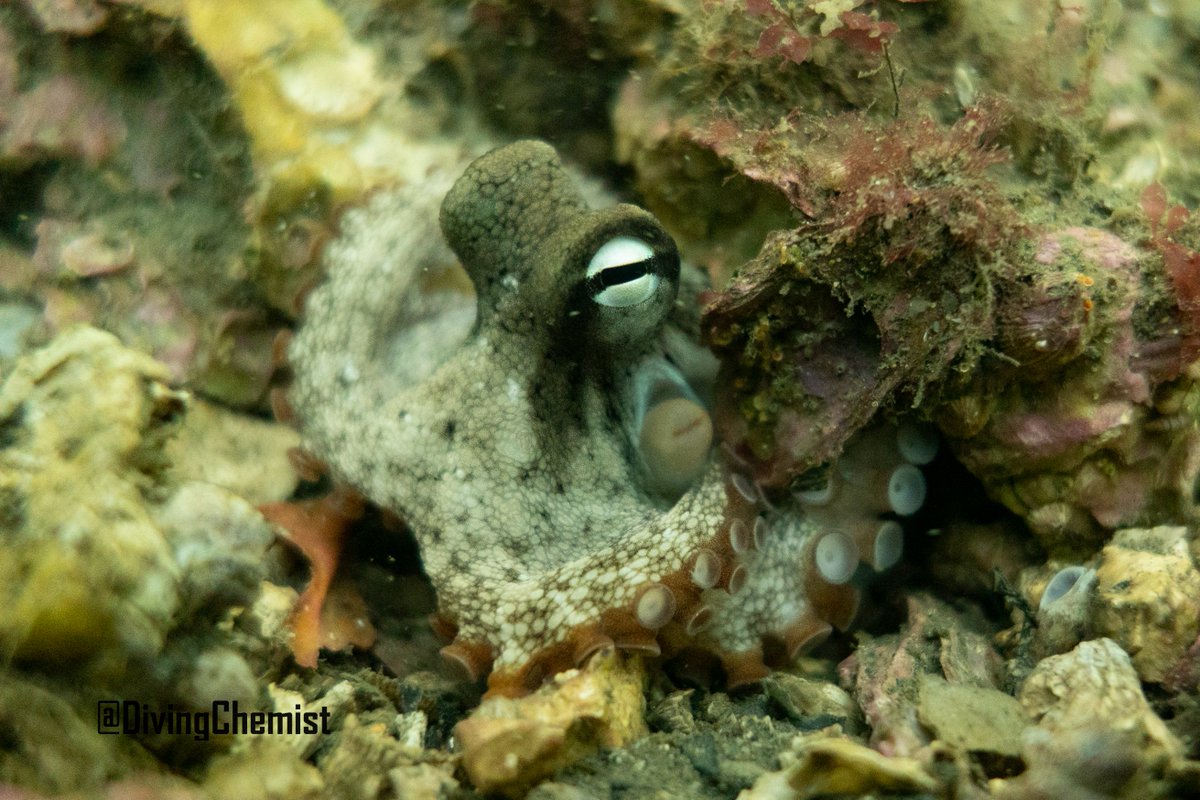 DivingChemist's tweet photo. Met this curious, playful baby octopus this morning🐙 
No coffee/ brekky; a breezy 6 C above water; low of 13 C under; only managed 60 min.
Numb fingers/ toes/ general body but completely worth it 🥰 Look at his little face! 😊😍
 
#ChowderBay #HappySaturday https://t.co/VZh9SGCEuf