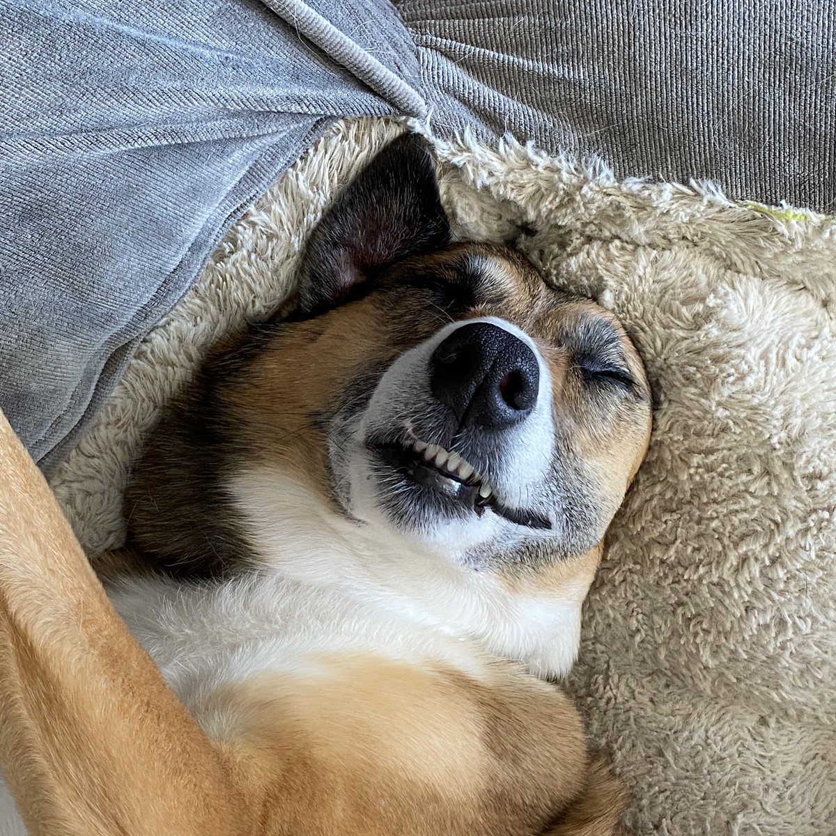 Lucy getting some beauty sleep.  
#dogdreams