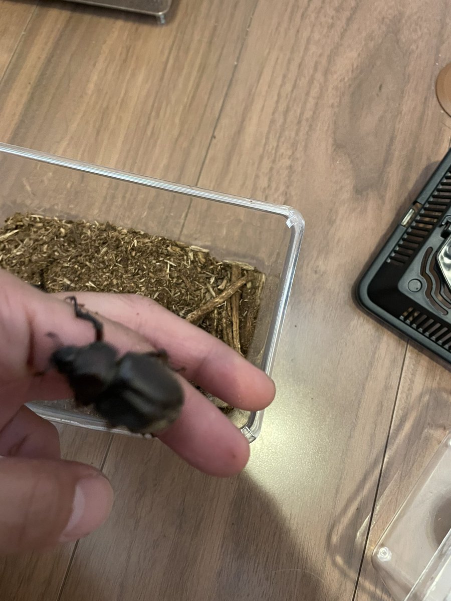 behasan5489's tweet photo. 巨大水牛と極小カブト虫捕まえた。
カブトこれでもオス。 https://t.co/W7t4Wm0FFv