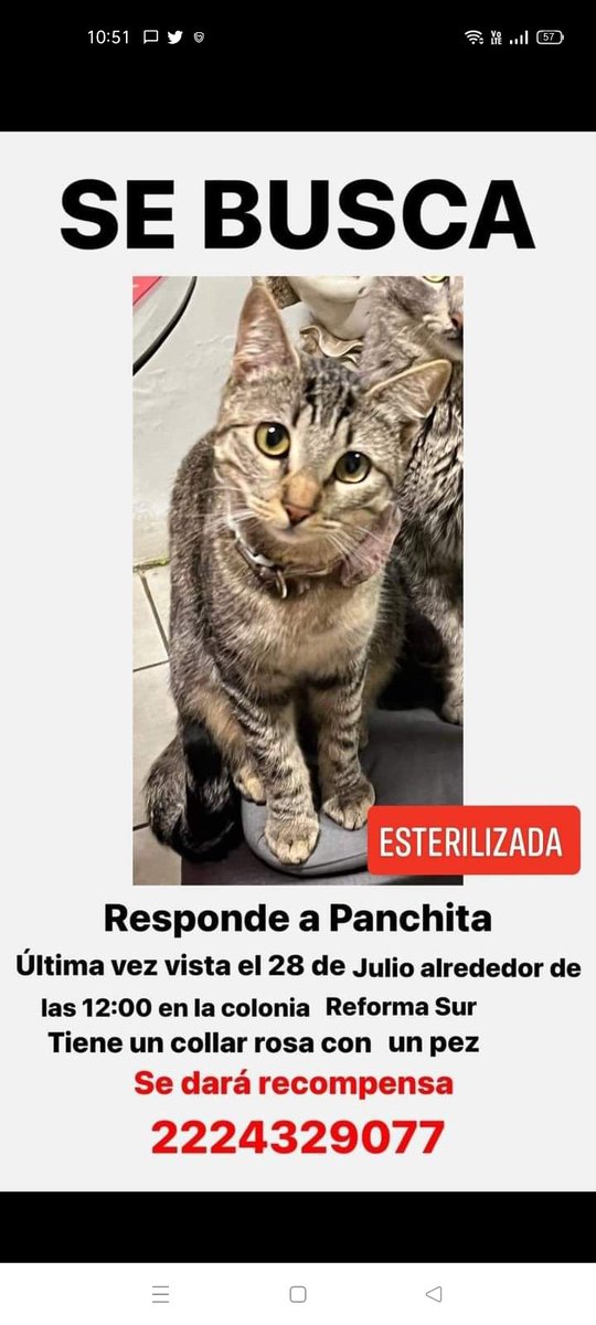 <a href="/gatitosasalvo/">🐾🐾Gatitos a salvo🐾🐾</a> <a href="/AdogtaMiauMx/">AdogtaMiauMx</a> <a href="/mascotasdifunde/">Difusión de mascotas</a> <a href="/Apoyo_Croqueton/">Apoyo Croquetón</a> <a href="/SuperPawMx/">SuperPaw 🐾🐱🐶 🇲🇽 #DonarSalvaVidas</a> <a href="/GatitosCdmx/">GatitosCdmxAyuda</a>