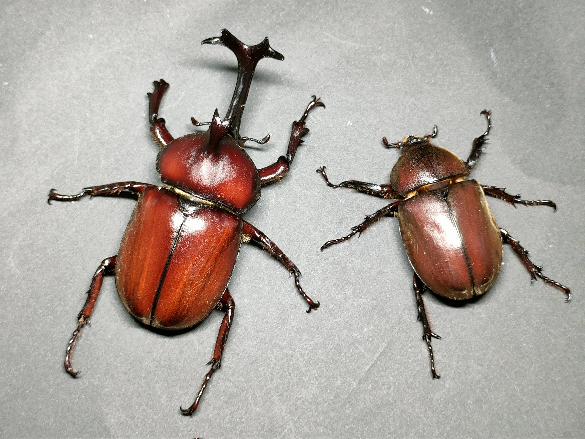 S K Insect Breeder 今季最高の赤いカブトムシ採集 オスメス共に素晴らしいのでは カブトムシ T Co 66i9yf9fef Twitter
