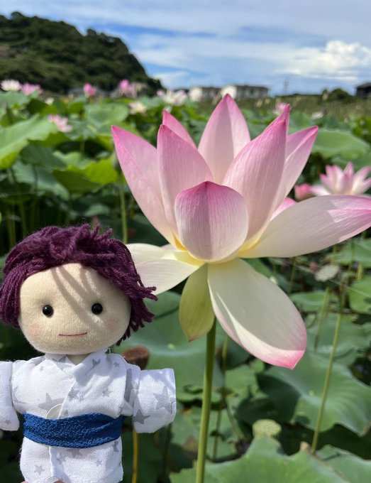 蓮ちゃんとお花見のtwitterイラスト検索結果