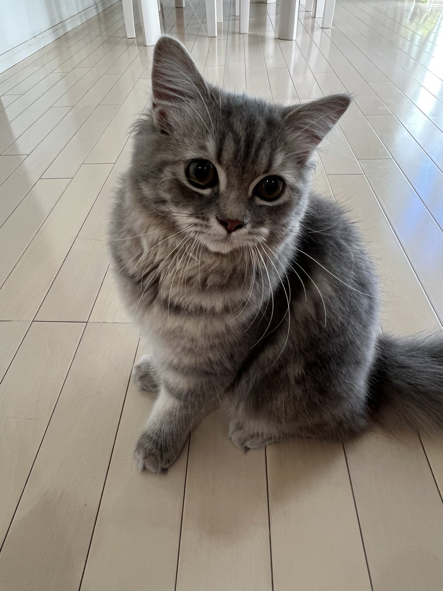 dcejh6's tweet photo. 毎日暑いねー😵チョコも暑そうだね💦
#猫好きさんと繋がりたい 
#猫のいる暮らし #ねこ
#猫　#スコティッシュ https://t.co/Wf0ugj614I