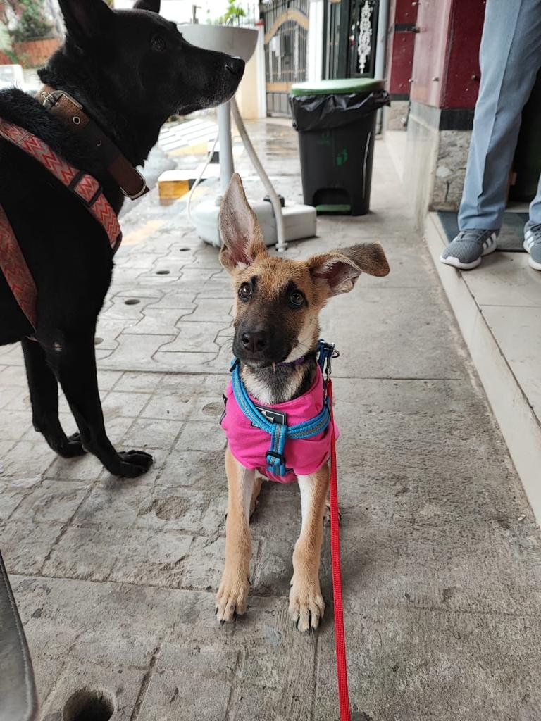 anumccartney's tweet photo. #ADOPTIONREQUEST/FOSTER REQUEST

This sweet 4 month old GSD mix named Kitana is looking for a home in #Bangalore. She's super friendly, potty trained, walk/sit trained and knows basic commands. She's also friendly with cats.

Her vaccinations and deworming are also up to date. https://t.co/nO4LKK9d3D