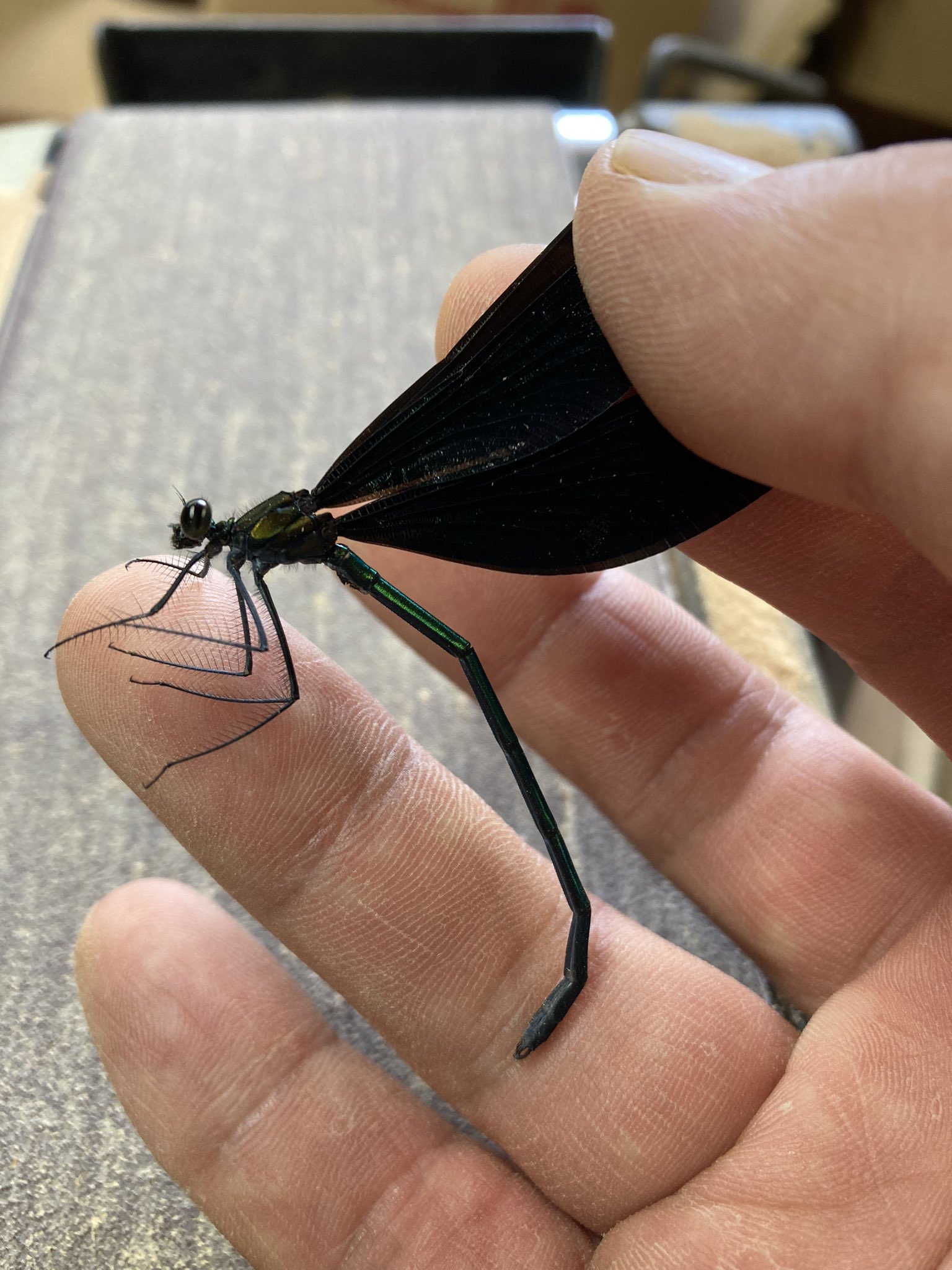 Sato 工場にハグロトンボ 神様トンボ がヒラヒラと優雅にお立ち寄りくださいました なかなか外に出られないようなので外までご案内 羽黒とんぼ 神様トンボ T Co Qgndfn9ghj Twitter