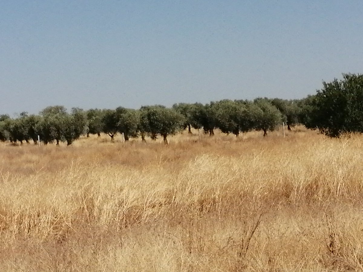 Hora del Saqueo tweet media