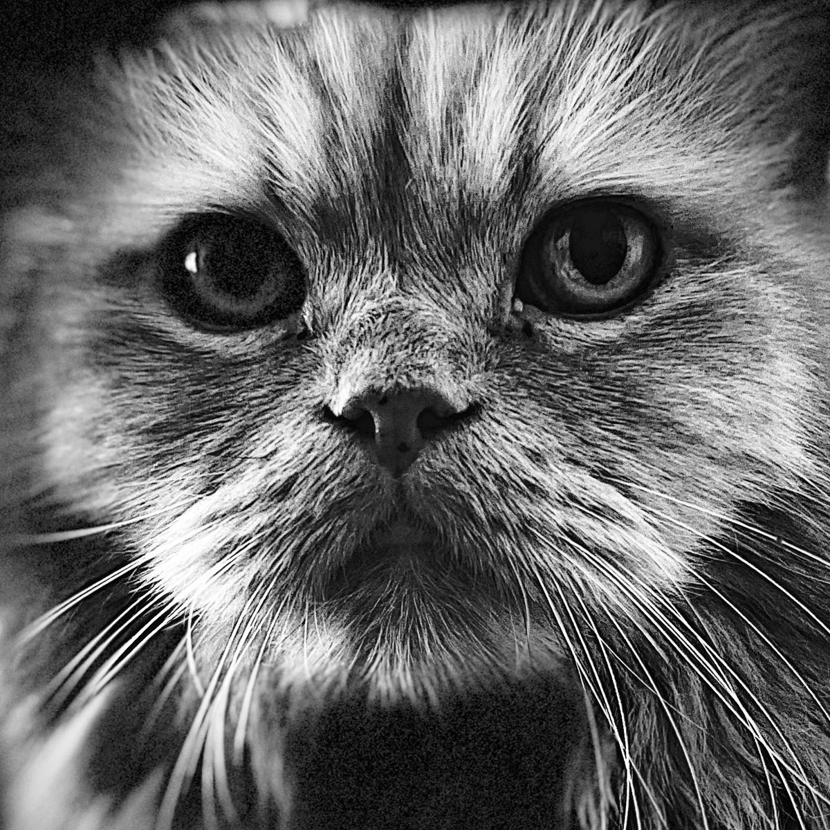 Henry (Benry).