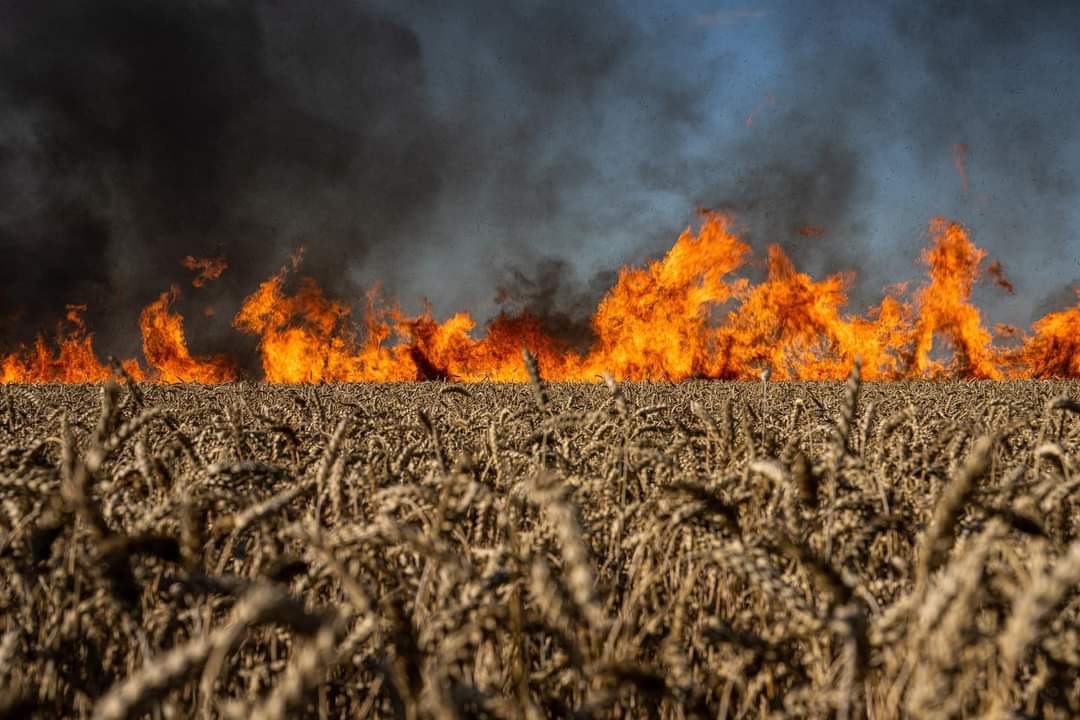 olgatokariuk's tweet photo. .@AP photographer Evgeniy Maloletka: "This is what the Ukrainian front line and the border with Russia look like now. Russian troops are shelling Ukrainian grain fields and do not allow the firefighters and farmers themselves to put out the fire' https://t.co/LGcHJJnFZY