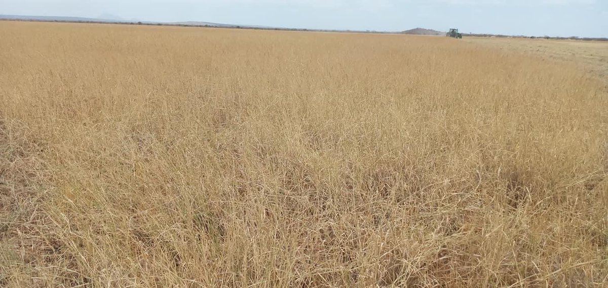ShimelisAbdisa's tweet photo. The Future of Ethiopia: livestock development 
To transform pastoralists livelihood we are working on: improving livestock productivity, fodder production, water harvesting and veterinary supplies and market system. We need to work hard to build drought resistant economy. https://t.co/n3MbiXxuYi