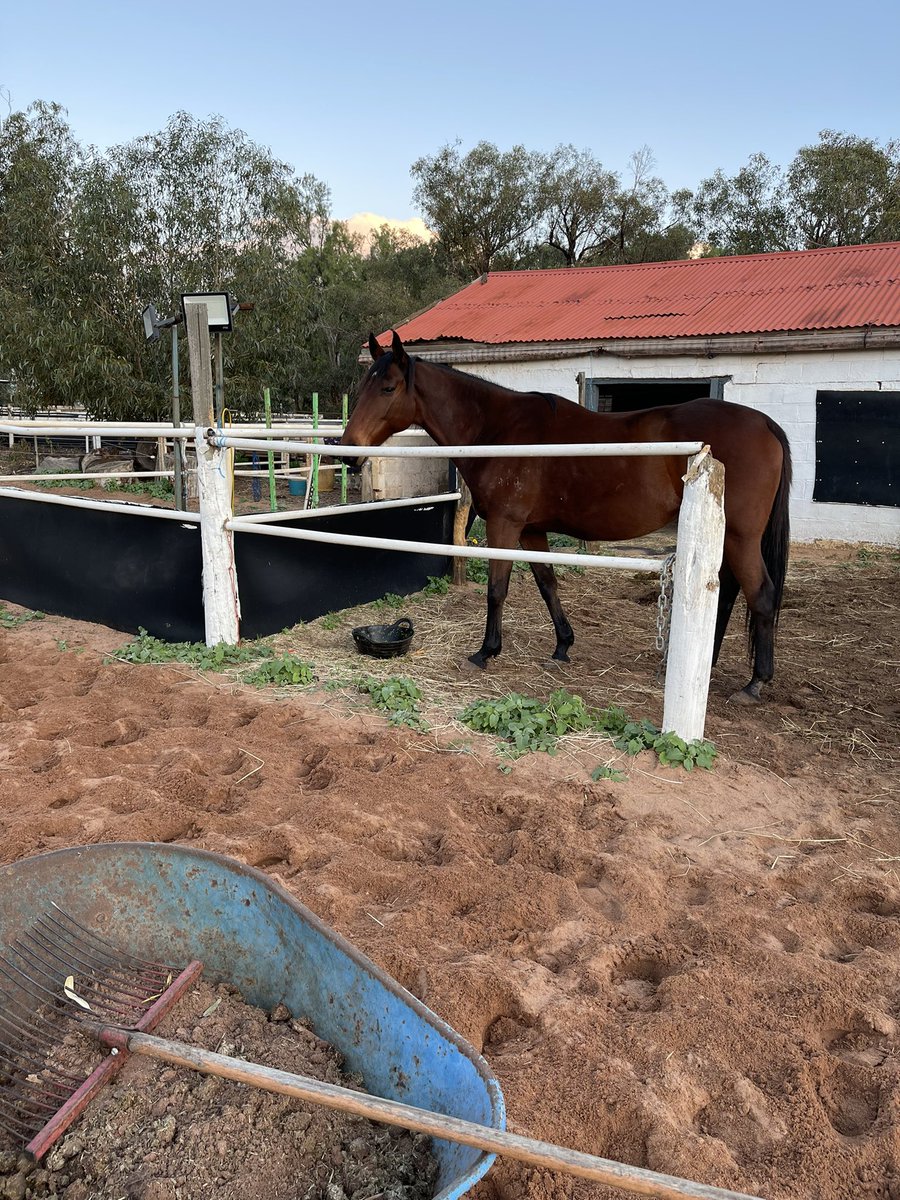 The anecdote to publication reading, coding endnote, panicking about my capacity to do my PhD. Hue is my daily bookend, and I love every single bit of him. #ottb #phdmum #phdmom