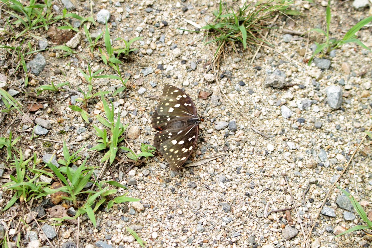 2022/07/22 戸隠
アカハラ、キバシリ(こんなところで遭遇する⁇とお互い固まった)、オオムラサキ♀？
