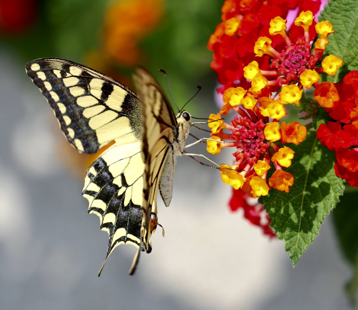 FrankRGardner's tweet photo. Nature pic for today: Swallowtail butterfly on Greek lantana. These beauties don’t so much fly through the air, they ‘sail’. #NaturePhotography https://t.co/MvWbD36ePN