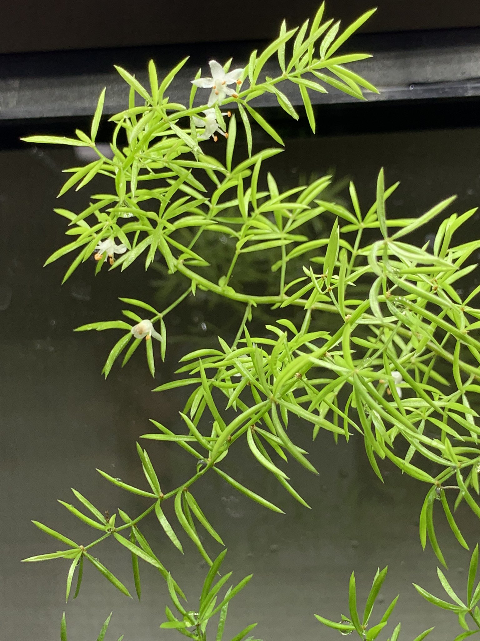 ヤッカ アスパラガスの花が咲いた 小ちゃくて可愛い アスパラガススプレンゲリー 観葉植物 T Co kknavpg5 Twitter