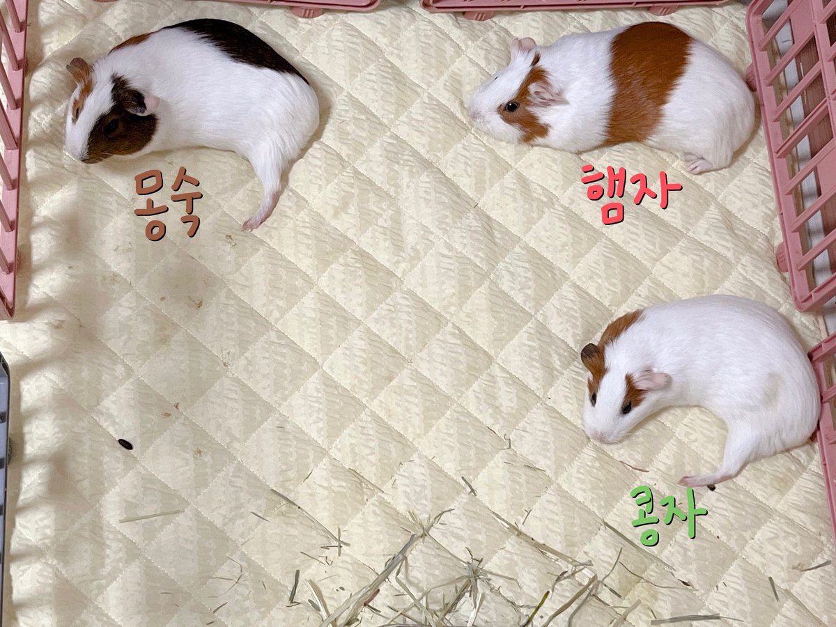 hamkongmong's tweet image. 햄콩몽 구별법