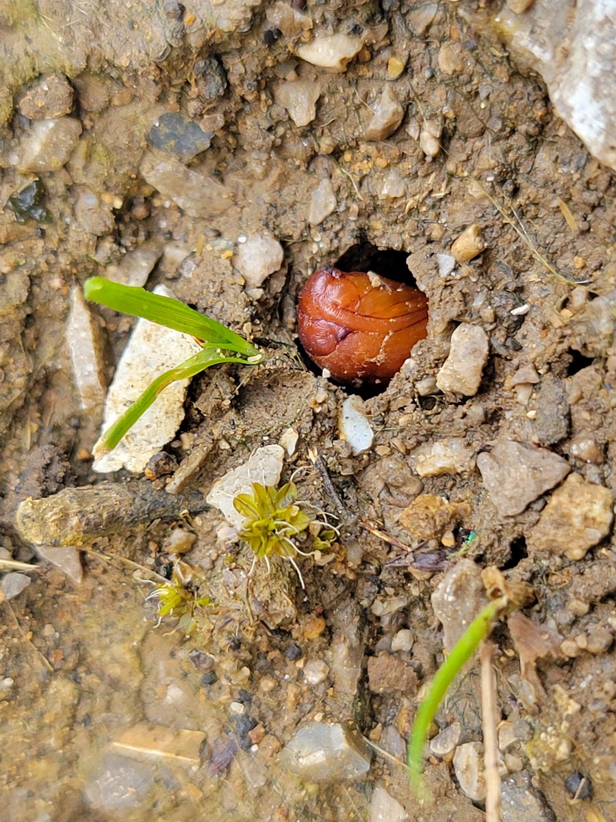 Orion Goodman (@bugstanaccount) on Twitter photo 