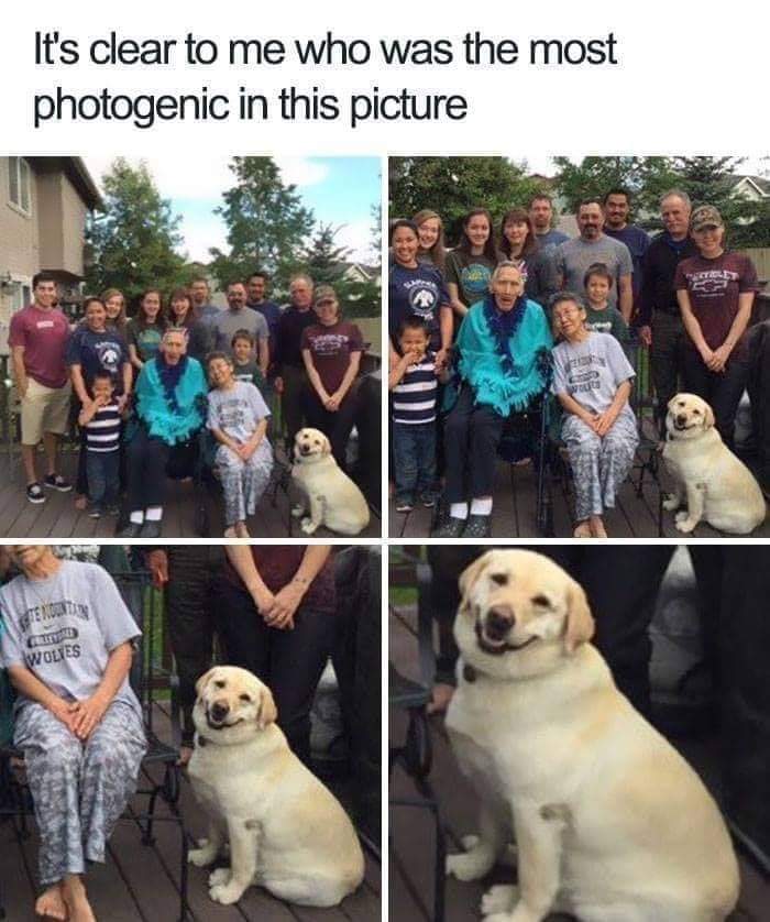 Happy Dog It S Clear To Me Who Was The Most Photogenic In This Picture T Co B407bkh7tu Twitter Happy Dog It S Clear To Me Who Was The Most Photogenic In This Picture T Co B407bkh7tu Twitter