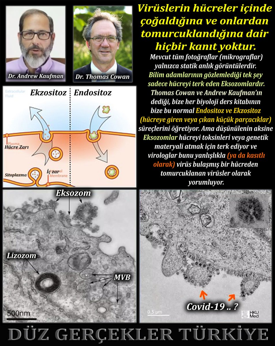Virüslerin hücreler içinde çoğaldığına ve onlardan tomurcuklandığına dair hiçbir kanıt yoktur.