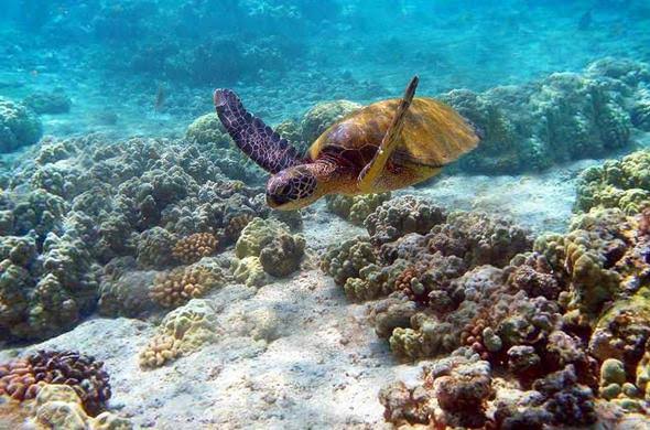 touristgirl254's tweet image. Tour &amp;amp; Discover Kenya. On an easy budget you can #TembeaKenya. Food culture, Bush &amp;amp; Beach Safaris &amp;amp; many more.
📸: Courtesy 

#MagicalKenya #RediscoverKenya #photography #tourism #YouDeserveAHoliday #traveltips #NatureBeauty #marinelife #Green #