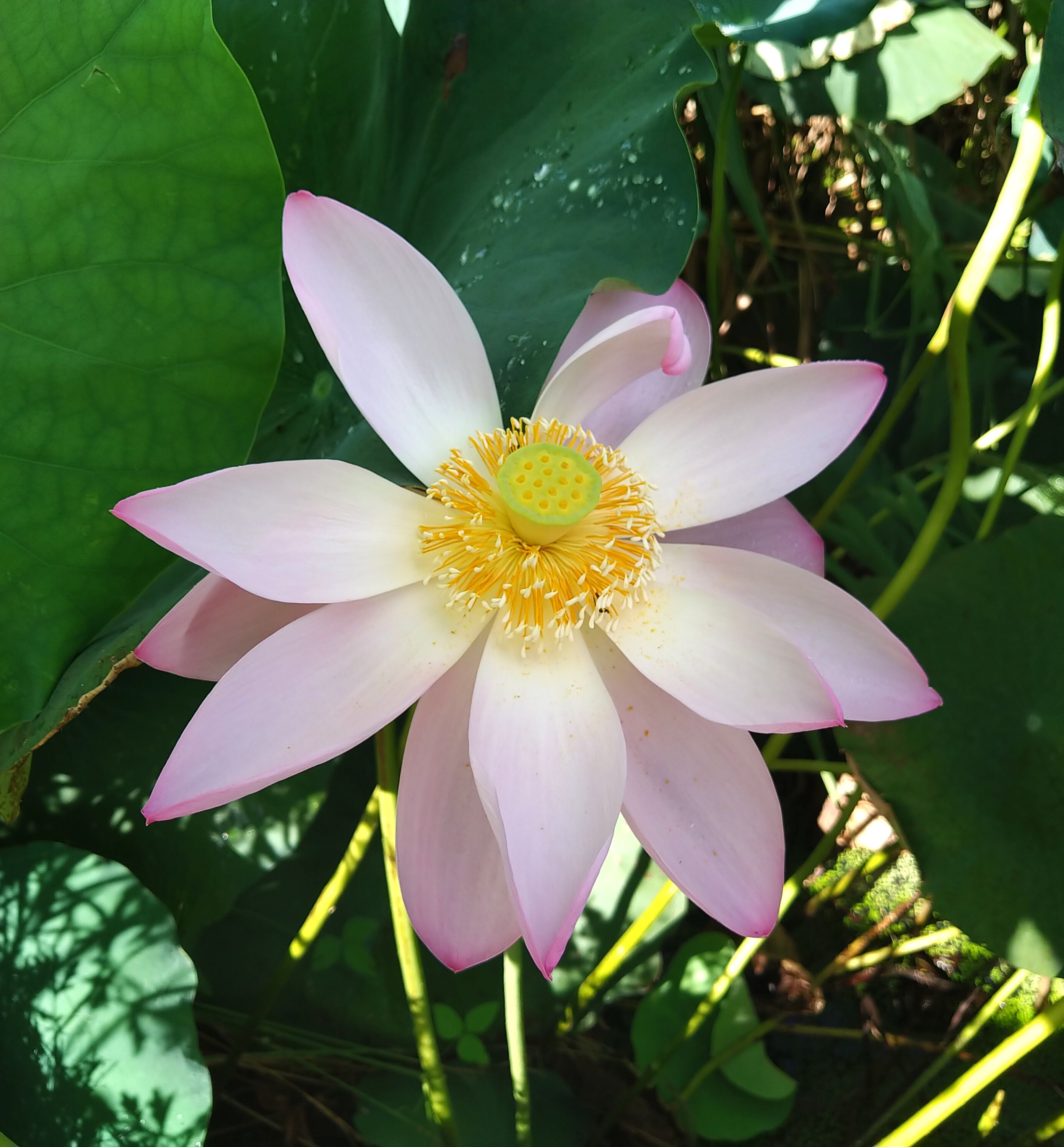 淡いピンクの花 Twitter Search Twitter
