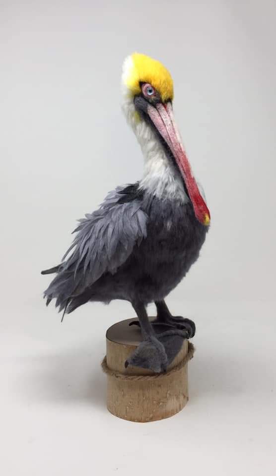 Needle felted pelican 

#pelican #fiberart #sculpture #needlefelt #wildanimals #birds #needlefeltingartist #wildlife #giftideas #handmade #etsy