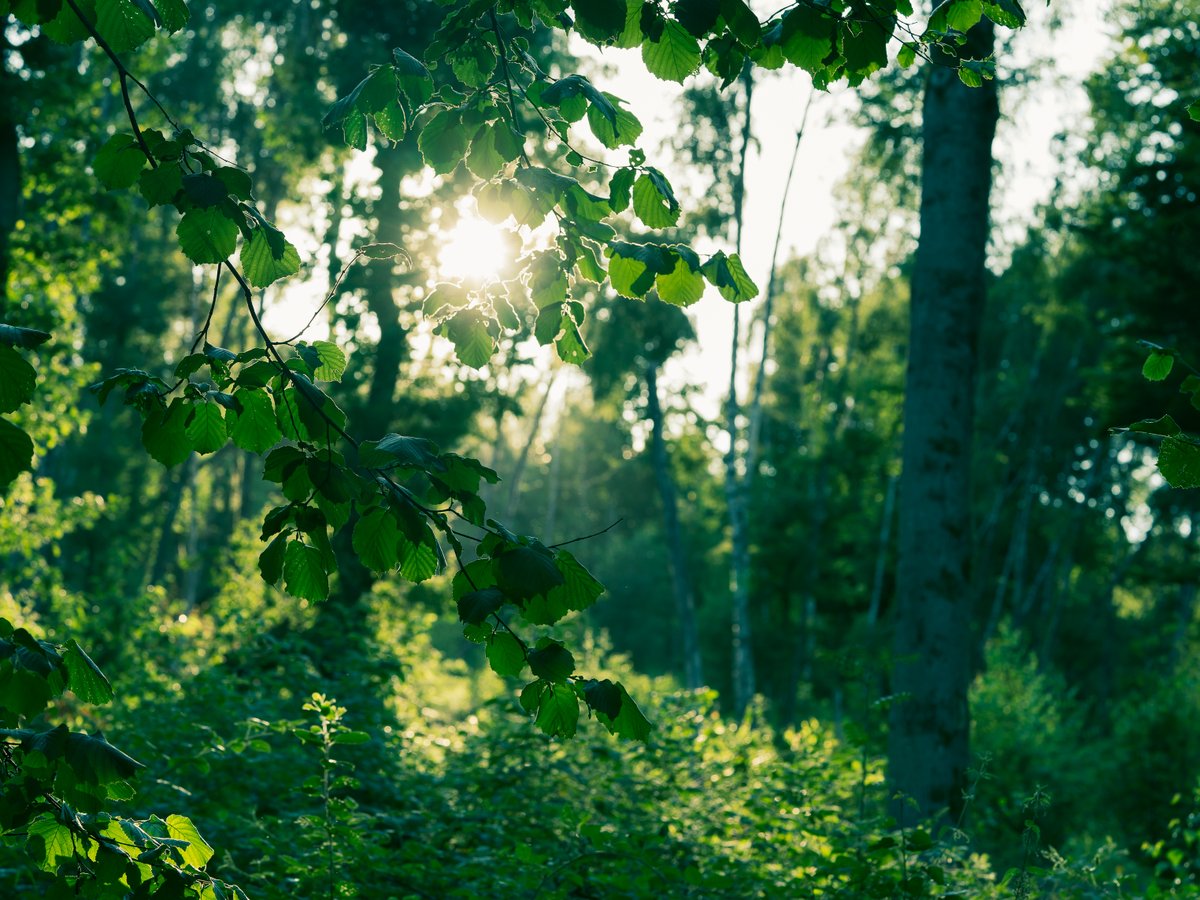 dan23freedom's tweet photo. 🌞 Sun Through Trees 🌳
.
.
📷 90mm, f/6,3 for 1/200 sec., ISO 320 #photography #treephotography #germany #naturephotography #nature #ilovetrees #trees #woods #sunthroughtrees #forest #walk #explore #trekking #sun #sunshine #sunlight #green #naturelovers #relax #happy #love https://t.co/0RY1ynHova