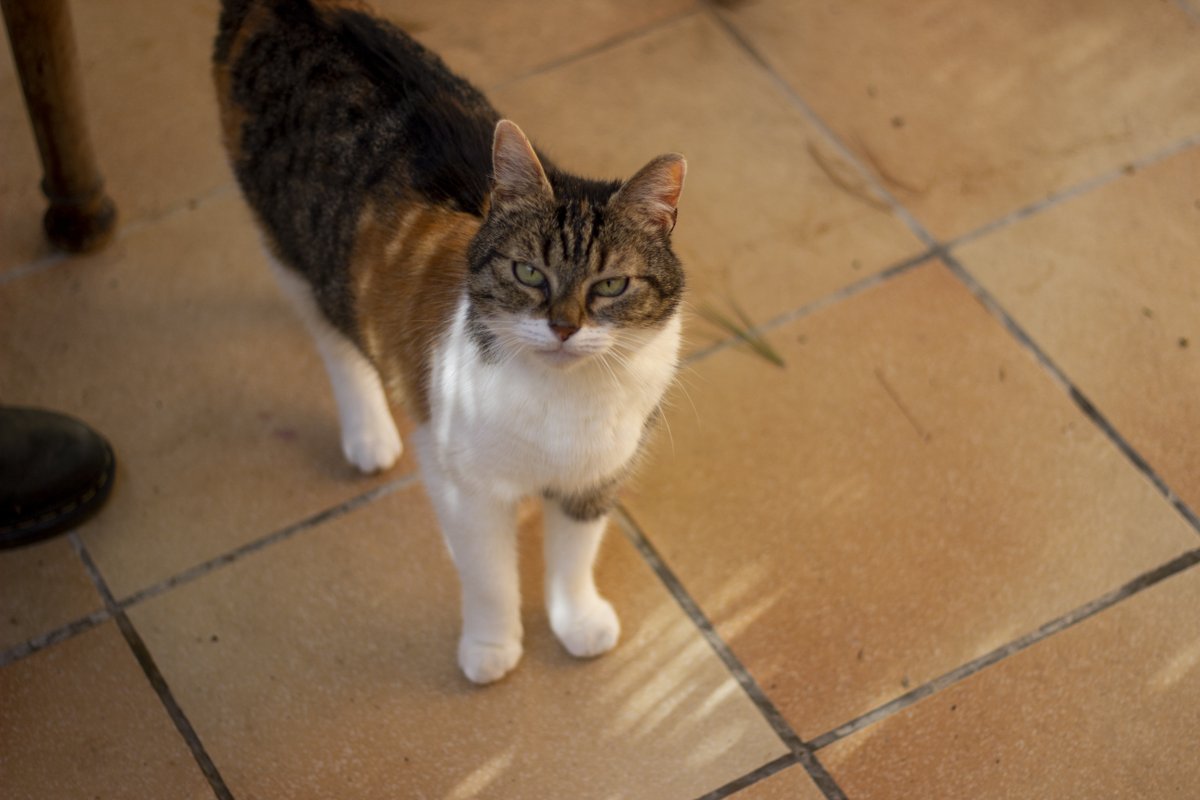 A_Zedig_Diboine's tweet photo. today marks the one year anniversary of Crepe's passing, she was the sweetest, weirdest, most lovable cat i had ever met and i still miss her everyday, i can't believe it's already been a year without her, it feels as if she was still here yesterday https://t.co/vyYkekQkQw