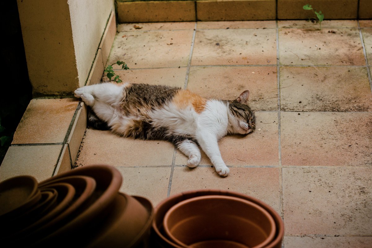 today marks the one year anniversary of Crepe's passing, she was the sweetest, weirdest, most lovable cat i had ever met and i still miss her everyday, i can't believe it's already been a year without her, it feels as if she was still here yesterday