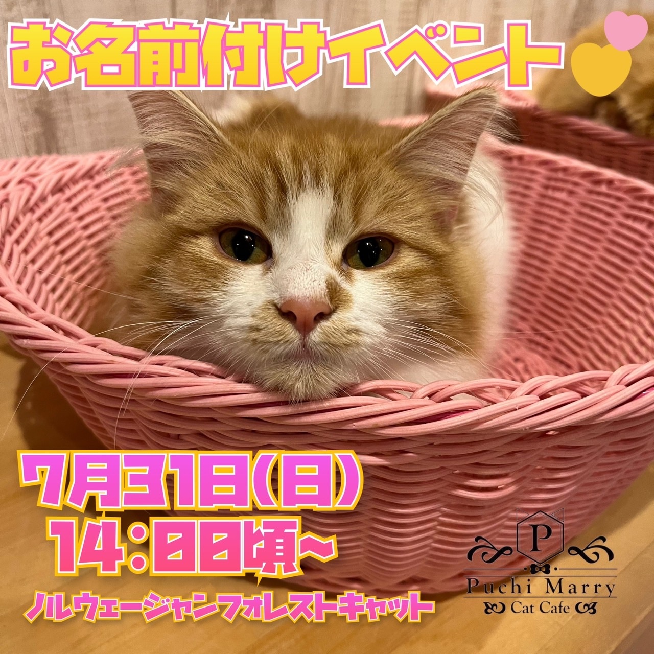 猫カフェぷちまりー Puchi Marry 名古屋大須店です お名前付けイベントのお知らせ 7月31日14時頃 ノルウェージャンフォレストキャットのお名前付けイベントを開催致します あざと可愛い美人な猫ちゃんです 是非可愛いお名前を
