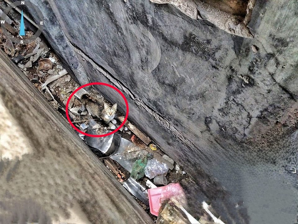 RadioElshinta's tweet image. Petugas #DamkarDKI mengevakuasi seekor kucing terjebak diantara tembok bangunan rumah di Jl. Prumpung Tengah, RT 9/6 , Kel. Cipinang Besar Utara, Kec. Jatinegara, Jakarta Timur, Sabtu (30/7). via @humasjakfire