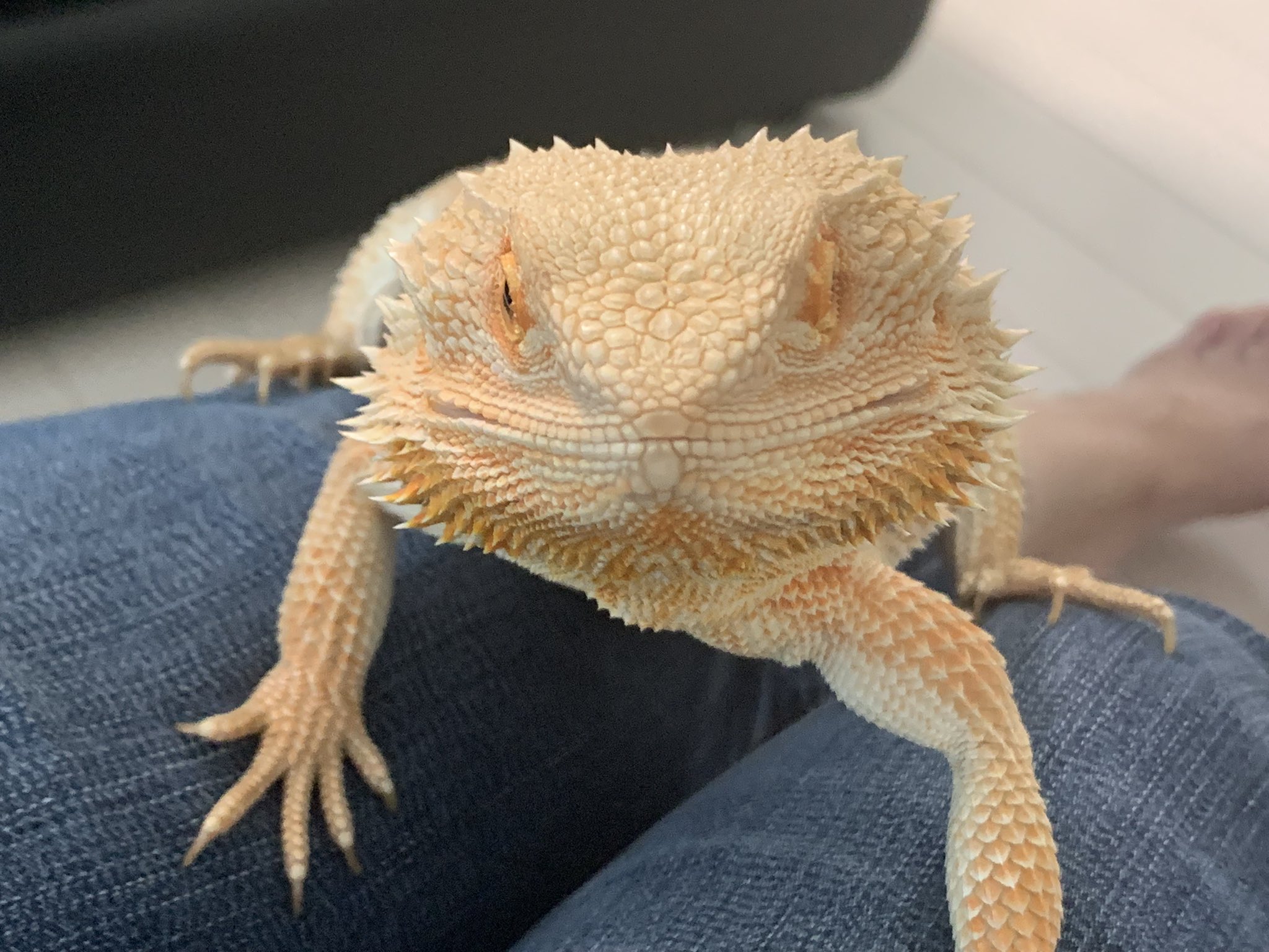 تويتر れぷ على تويتر フトアゴヒゲトカゲ 爬虫類 Beardedlizard 爬虫類好きと繋がりたい なんて素敵なトレンド ナイストレンドイン 是非うちの可愛い甘えん坊ちゃん達見てってください T Co Pdn3jrgwoq