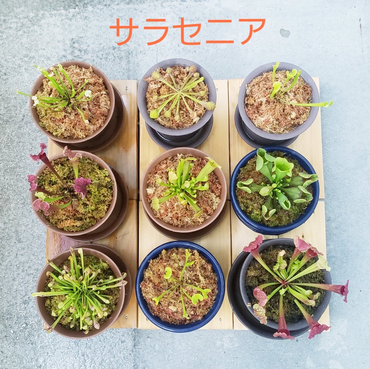 kyota2201's tweet photo. 【食虫植物🌱】
最近また集めだしてんけど🙆‍♂️🎶

前はハエトリソウやウツボカズラ
やモウセンゴケが中心やったのが
今は落とし穴式のサラセニアが
お気に入り😍🎶

入り口の甘い密🌺で虫🐜を誘って
滑り落ちたら溶けるのを待つだけ
とか……怖すぎ😰
俺が虫なら絶対落ちたくない🙅‍♂️笑笑
   #食虫植物 https://t.co/lat0YiZtW6