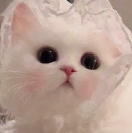 Kittenhwang tweet media