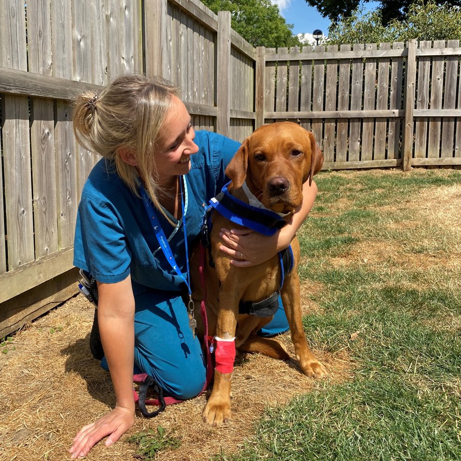 fitzpatrickref's tweet photo. Every day we’re fortunate to form friendships with your much-loved animal friends, helping give them comfort, support and lots of fuss during their stay, to help them feel at home.

Like the gorgeous Auchen, pictured here with RVN Chloe.

Happy #InternationalDayofFriendship 🐾💙 https://t.co/uhPVFgPJAg