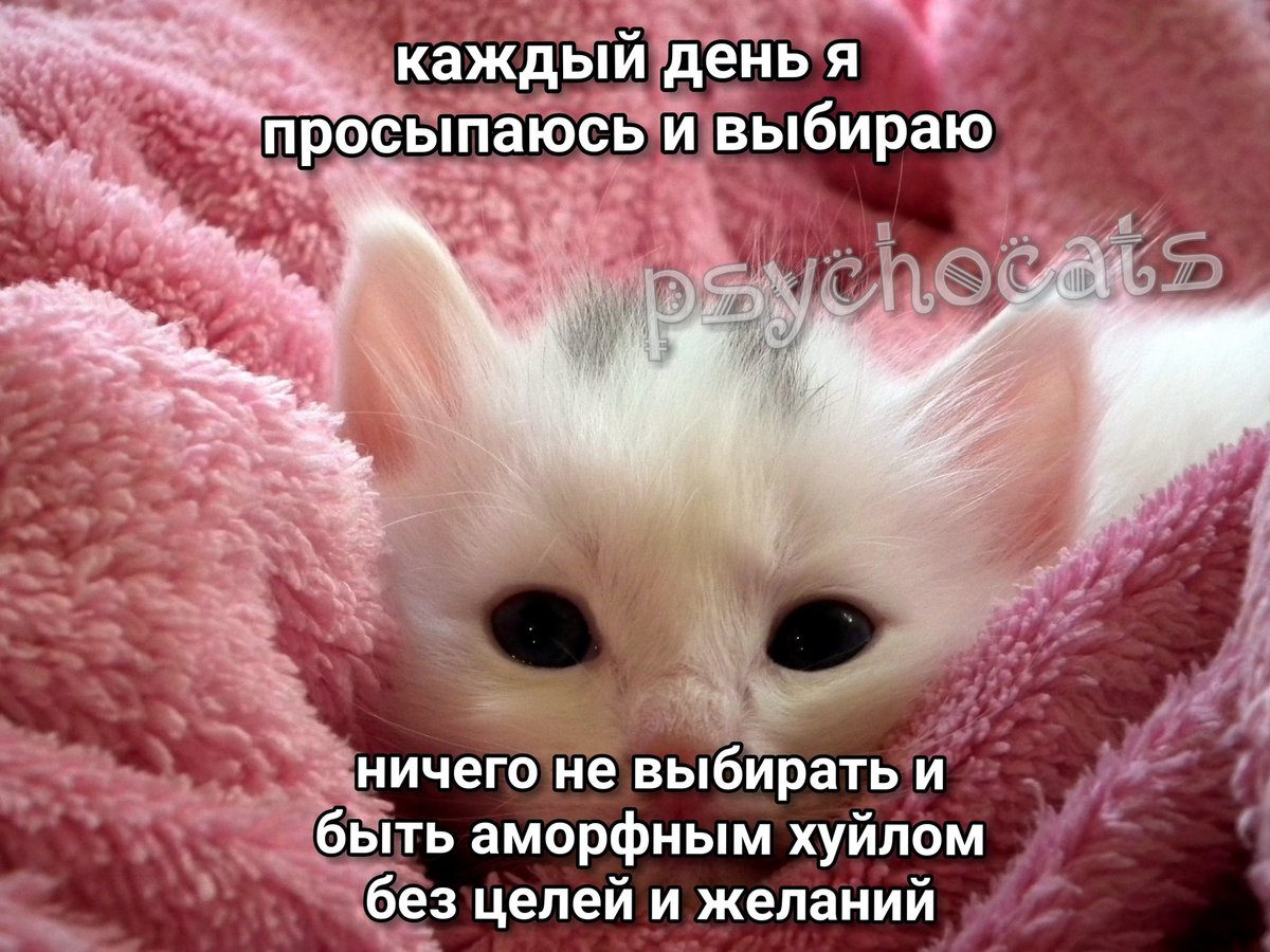 psycho__cats's tweet photo. https://t.co/JYjY2pGhVe