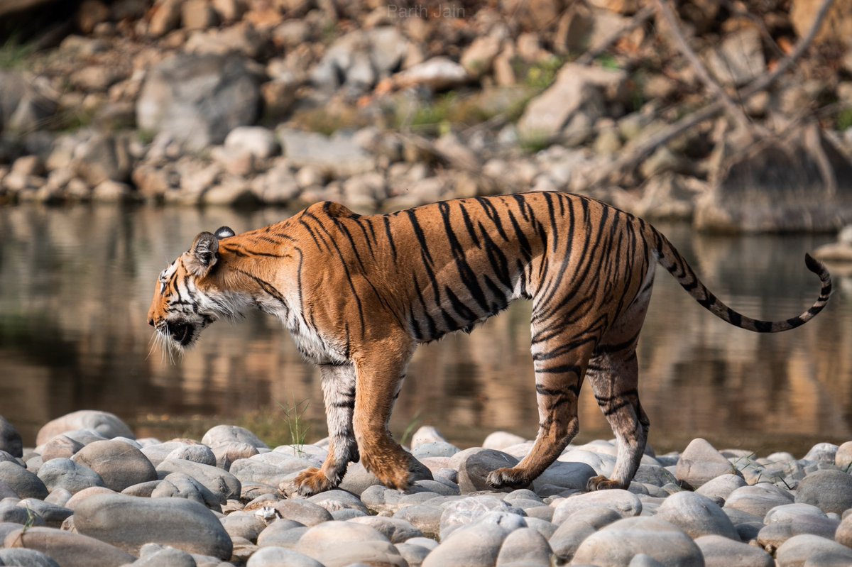 4parth's tweet photo. “🐅”
📍 Corbett National Park 
#SaveTheTigers #corbett #natgeoindia 
@UTDBofficial @NatGeoIndia @NatureIn_Focus https://t.co/pG79GDbRaS