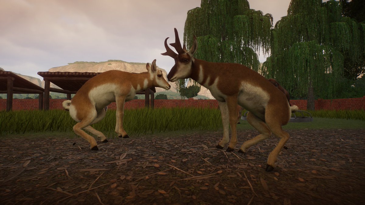 Apakah saya tidak bisa lagi menikmati pemandangan sore di Madura Zoo karena Steam kena block? 💩