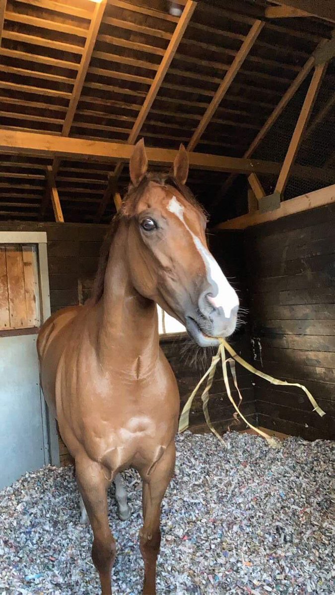 Raasel the Rocket, looking very chilled out for a horse who ran such a massive race at Goodwood yesterday!