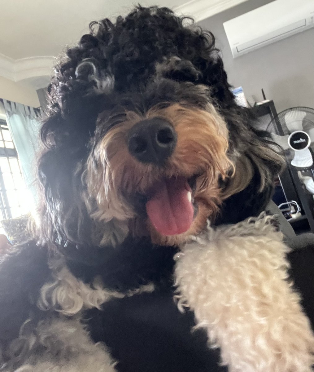 star_devilyn's tweet photo. My dog in need of a haircut. https://t.co/lDGLWxHGX7