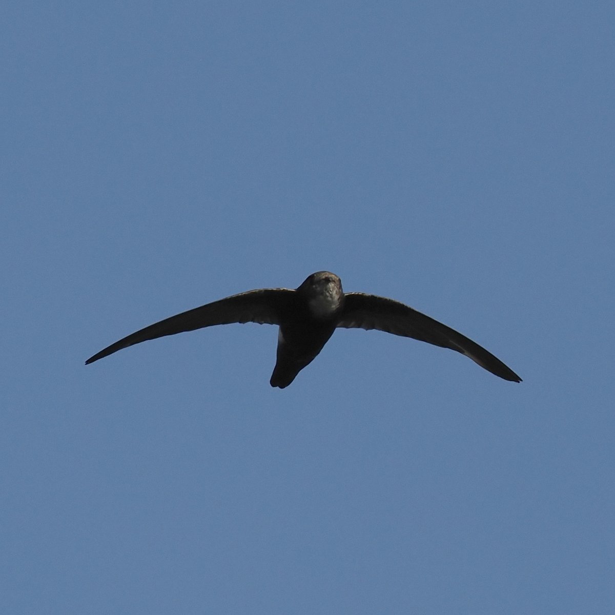 taiwanbirdguide's tweet photo. #HouseSwift #小雨燕 in flight.
#TaiwanBirdGuide #bird #birding #birdtour #Taiwan #Frontbird https://t.co/Vsv5yrg4Jo