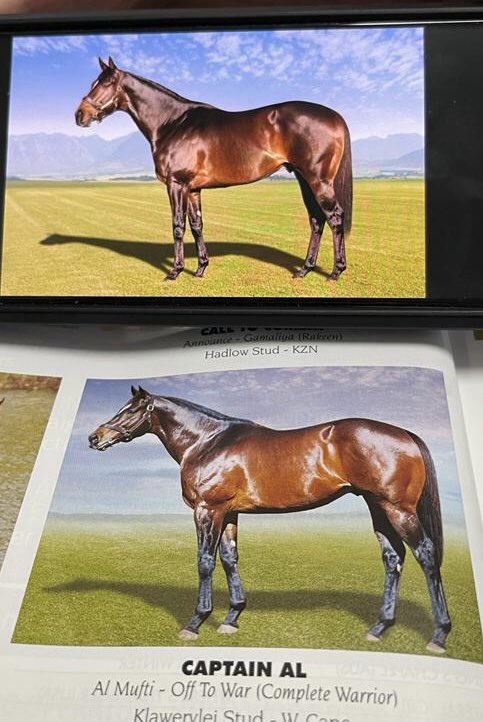 freemanstallion's tweet photo. @varsfontein sent me a pic (taken yesterday) of #ErikTheRed - striking resemblance to his late great father #CaptainAl @KlawervleiJohn https://t.co/1wB7RjdwL0