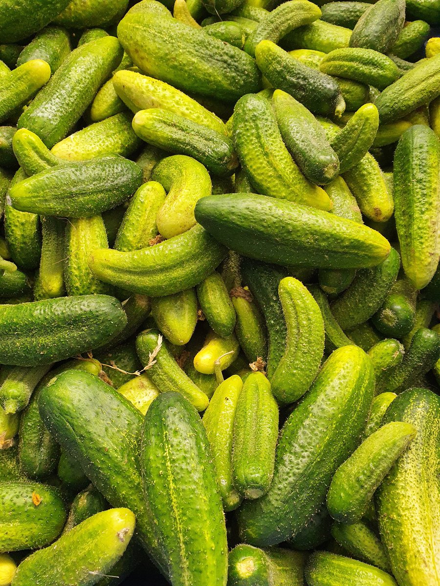 It's gerkin time. Now is the time to get pickled!.....