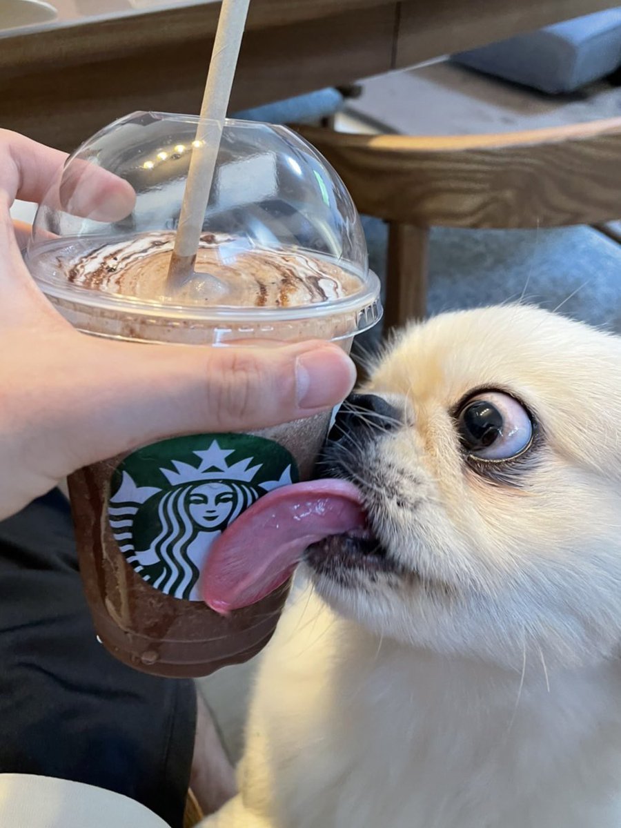 飼い主がスタバを買うと必ず外側を舐める犬さん 目がガチ うそをついてる 味 だぜ Togetter