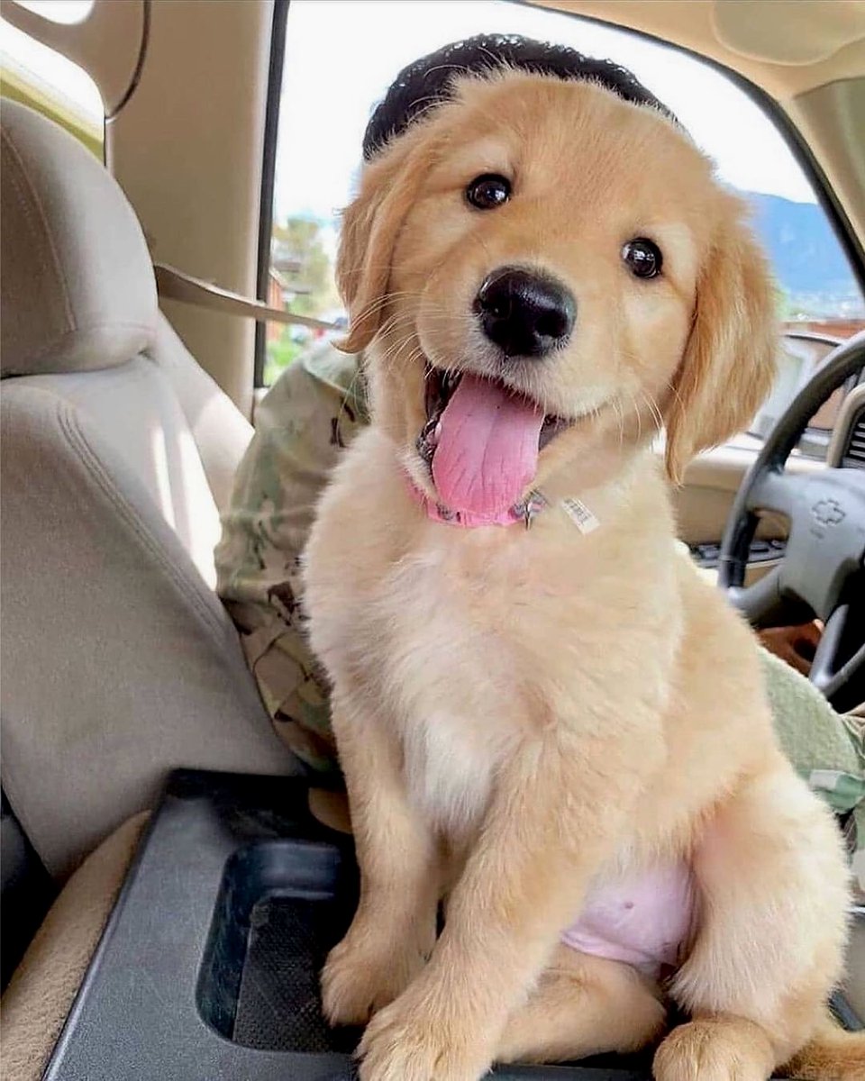 Happy Boi 🥰
#dogsoftwitter